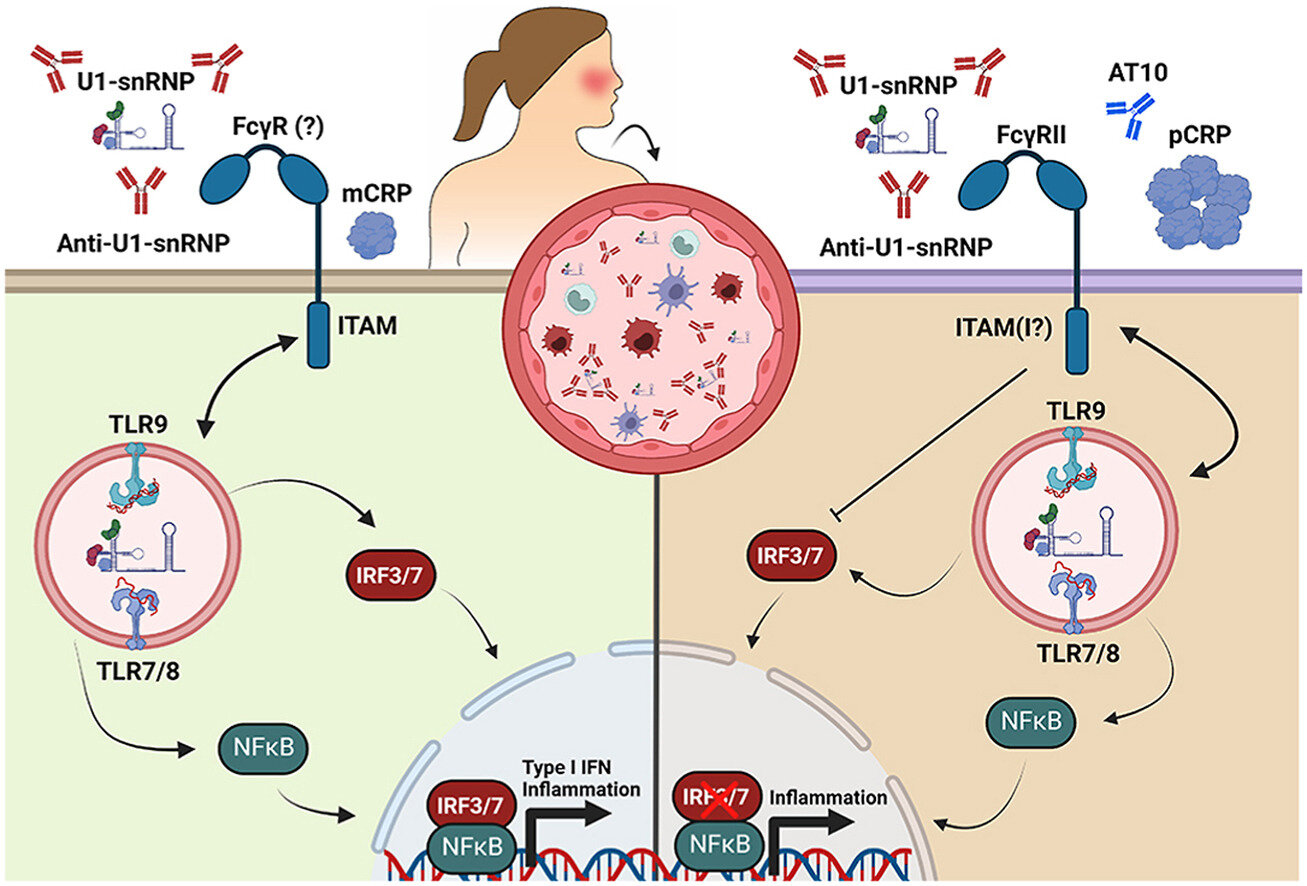 Proteina c reattiva alta