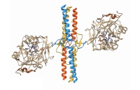 Fibrinogeno alterato: guida completa a valori, cause e analisi